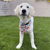 Entry image for Simon