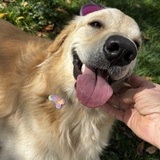 Entry image for Bunny