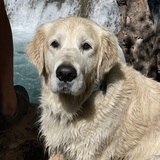 Entry image for Rollo