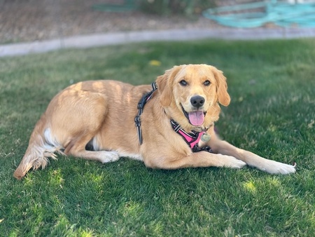 Entry image for Gracie. Clicking this image will show a larger photo