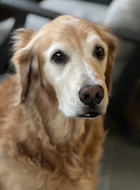 Entry image for Annie. Clicking this image will show a larger photo