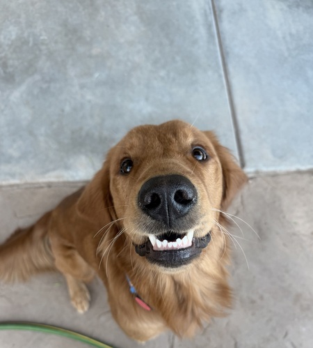 Entry image for Bo. Clicking this image will show a larger photo