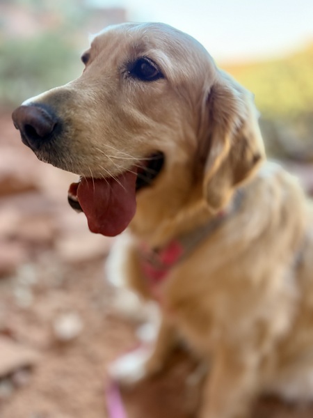 Entry image for Macy. Clicking this image will show a larger photo