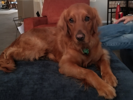 Entry image for Ozzy . Clicking this image will show a larger photo