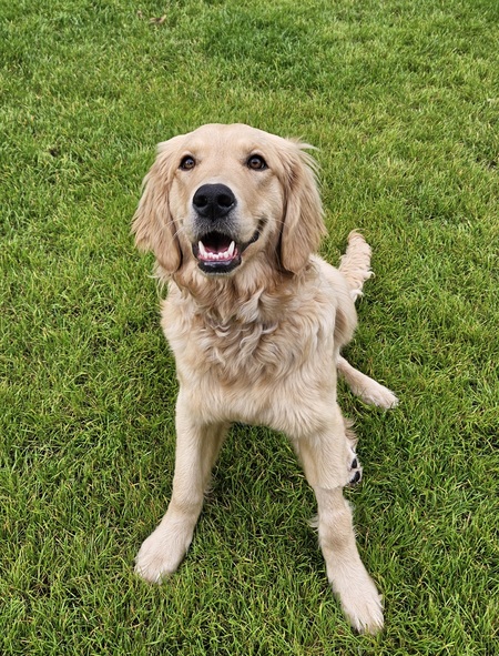 Entry image for Roxie. Clicking this image will show a larger photo