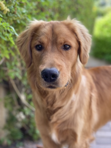 Entry image for Oliver. Clicking this image will show a larger photo