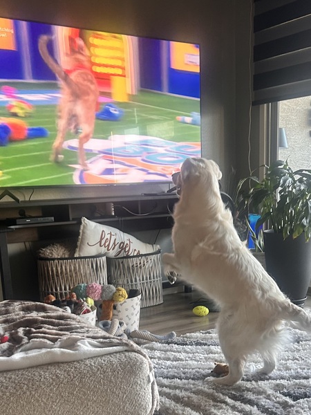 Entry image for Teddy. Clicking this image will show a larger photo