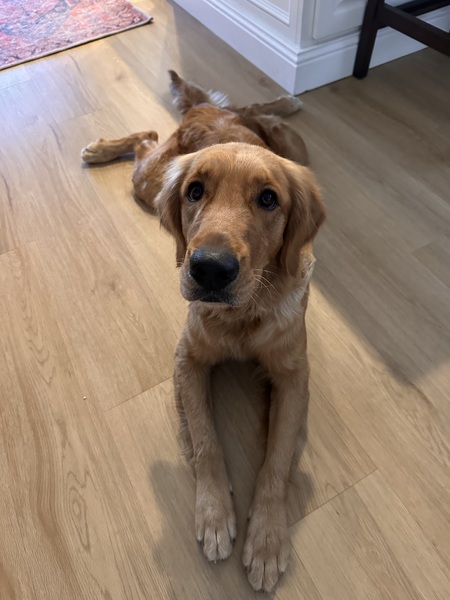 Entry image for Nala. Clicking this image will show a larger photo