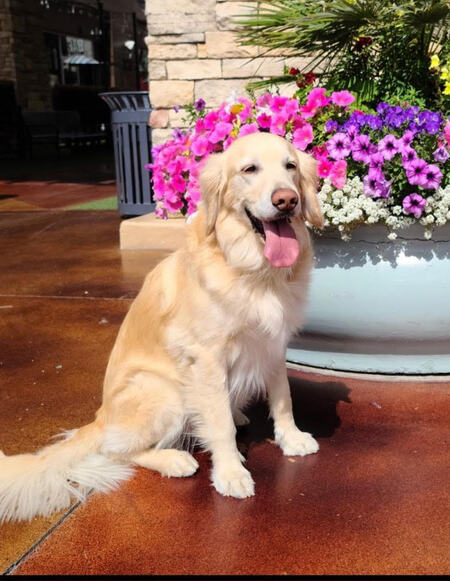 Entry image for Sasha. Clicking this image will show a larger photo