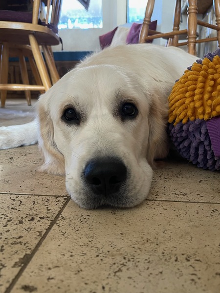 Entry image for Sir Winston. Clicking this image will show a larger photo