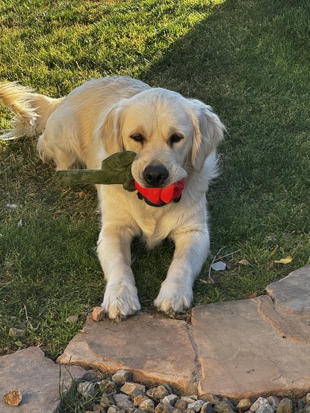 Entry image for Ollie. Clicking this image will show a larger photo