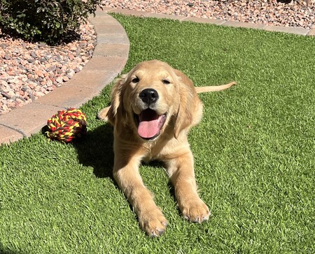 Entry image for Birdie. Clicking this image will show a larger photo