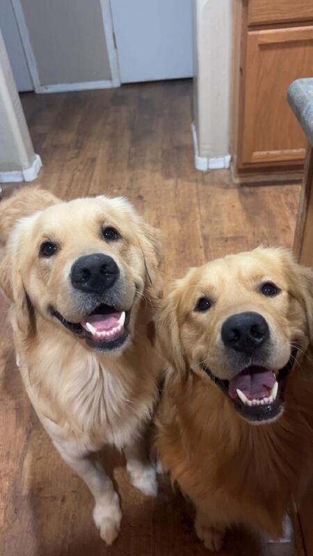 Entry image for Bodhi & Sammy. Clicking this image will show a larger photo