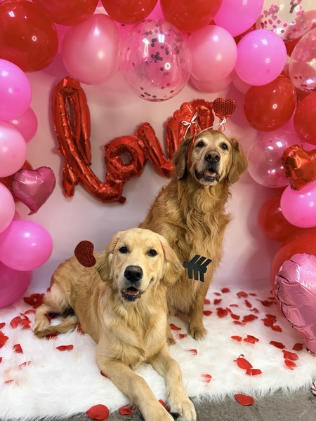 Entry image for Milo and Jake. Clicking this image will show a larger photo