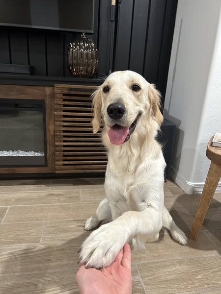 Entry image for Muffin . Clicking this image will show a larger photo