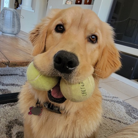 Entry image for Princess Pickles. Clicking this image will show a larger photo