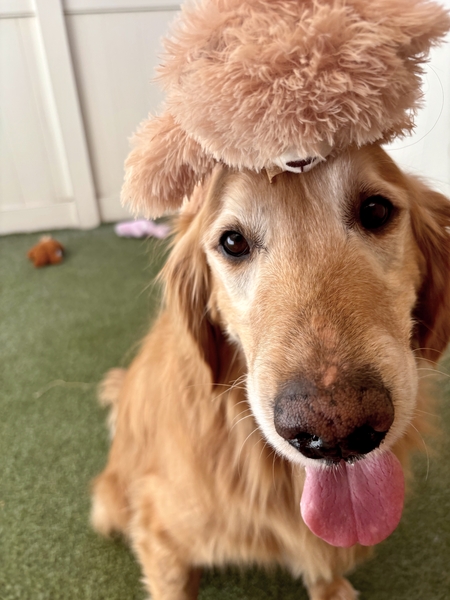 Entry image for Nugget. Clicking this image will show a larger photo