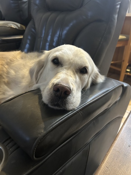 Entry image for Phoebe. Clicking this image will show a larger photo