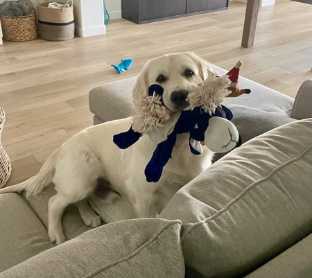 Entry image for Henry. Clicking this image will show a larger photo