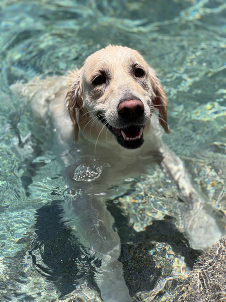 Entry image for Daisy. Clicking this image will show a larger photo