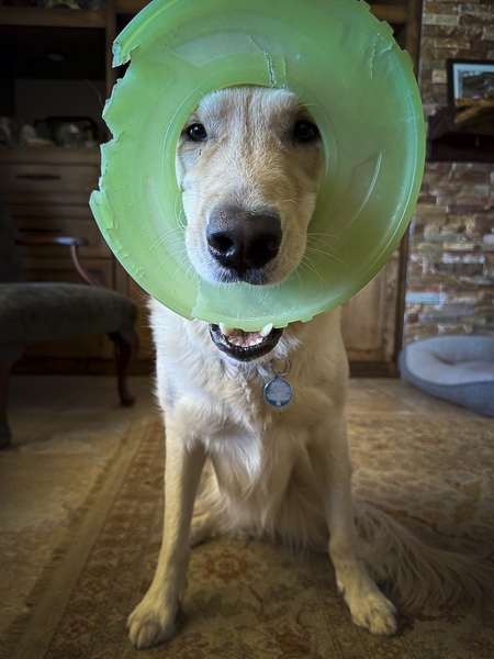 Entry image for Keila. Clicking this image will show a larger photo