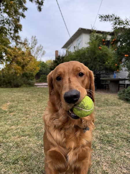 Entry image for Finn. Clicking this image will show a larger photo