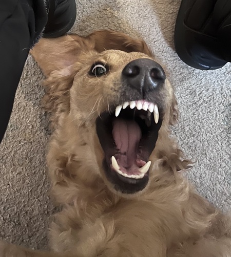 Entry image for Sophie. Clicking this image will show a larger photo