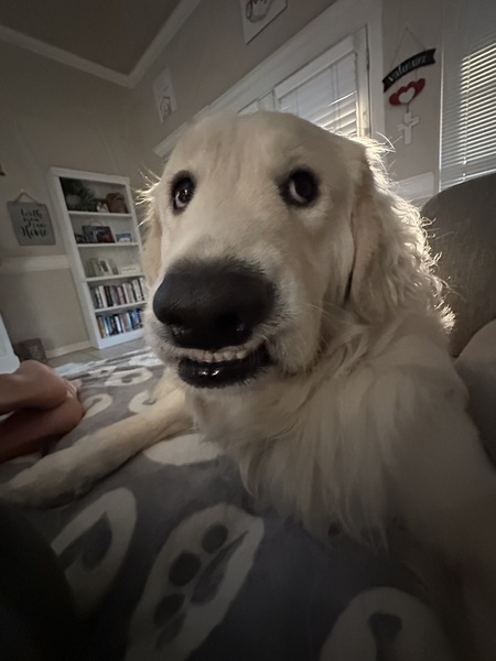 Entry image for Georgie. Clicking this image will show a larger photo