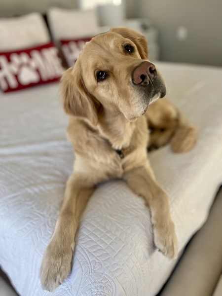 Entry image for Gronk. Clicking this image will show a larger photo