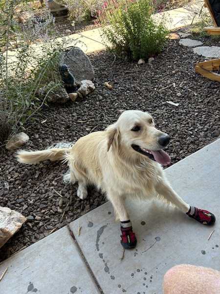 Entry image for DaisyMae . Clicking this image will show a larger photo