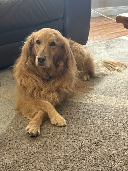 Entry image for Riley . Clicking this image will show a larger photo