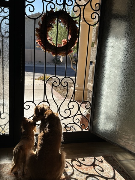 Entry image for Goldie Girl. Clicking this image will show a larger photo