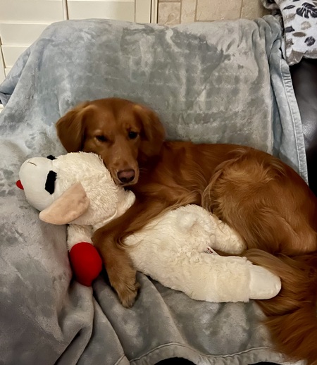 Entry image for Rose. Clicking this image will show a larger photo