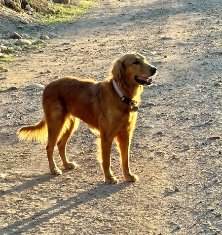 Entry image for Bailey. Clicking this image will show a larger photo