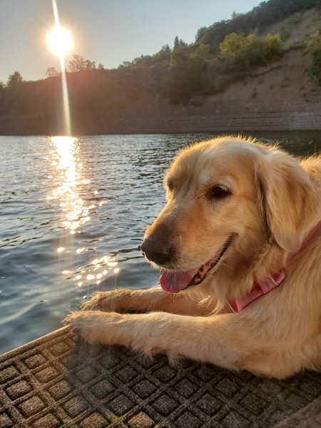 Entry image for Ellie Mae. Clicking this image will show a larger photo