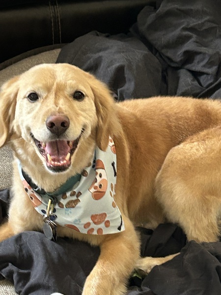 Entry image for Obi. Clicking this image will show a larger photo