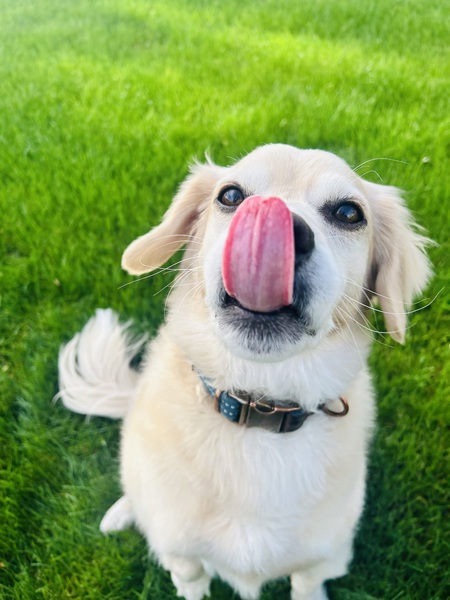 Entry image for Tallac. Clicking this image will show a larger photo