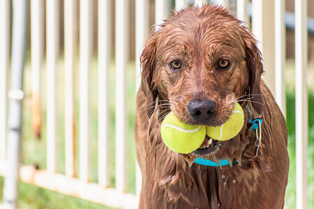 Entry image for Remi. Clicking this image will show a larger photo