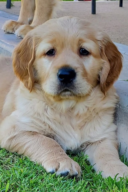 Entry image for Ryder. Clicking this image will show a larger photo