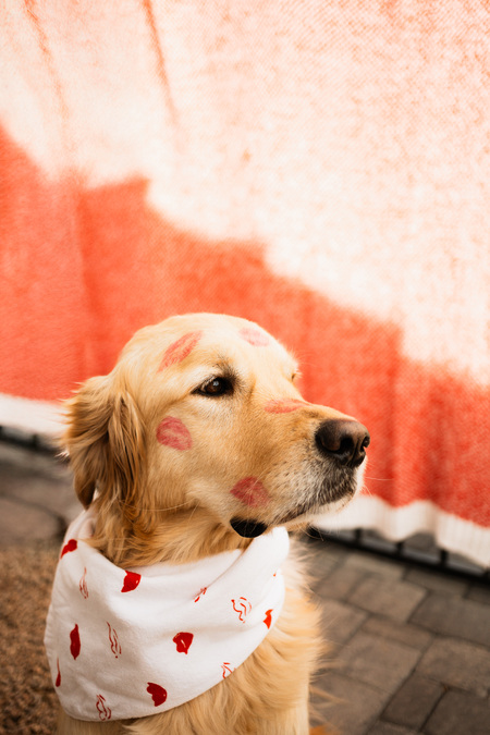 Entry image for Ranger . Clicking this image will show a larger photo