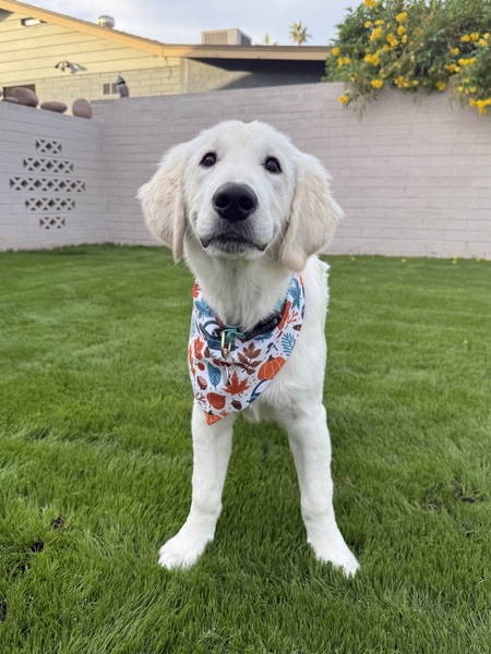 Entry image for Simon. Clicking this image will show a larger photo