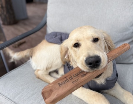 Entry image for Charlie . Clicking this image will show a larger photo