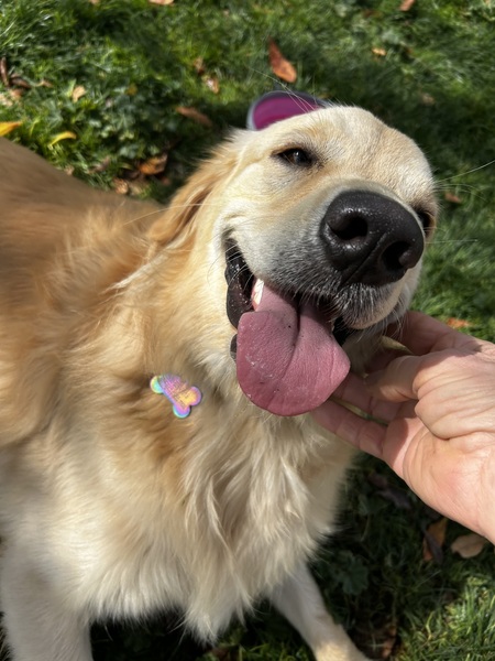 Entry image for Bunny. Clicking this image will show a larger photo