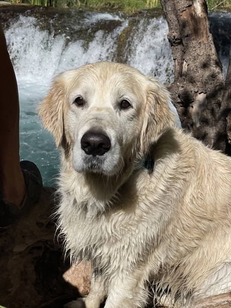 Entry image for Rollo. Clicking this image will show a larger photo