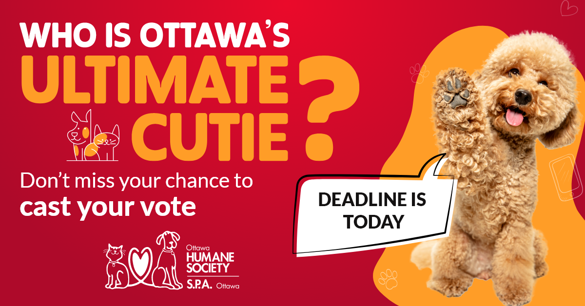 Banner for Ottawa's Cutest Pet 2026