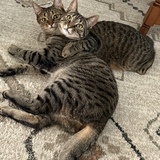 Entry image for Cooper & Hunter