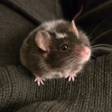 Entry image for Pickles