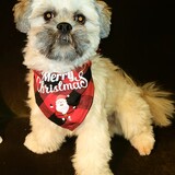 Entry image for ZIGGY 