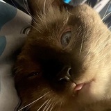 Entry image for Laila