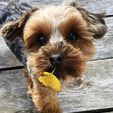 Entry image for Harper